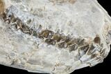Oreodont (Merycoidodon) Skull - South Dakota #113106-3
